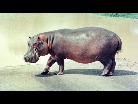 Pablo Escobar's Hippos Have Created an Ecological Crisis in Colombia